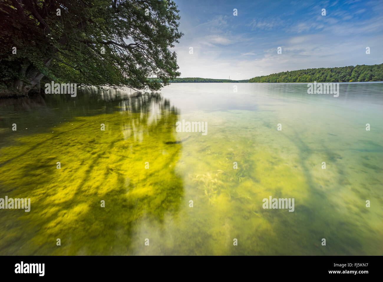 summer at a lake, Germany, Brandenburg, Stechlin, Neuglobsow Stock Photo