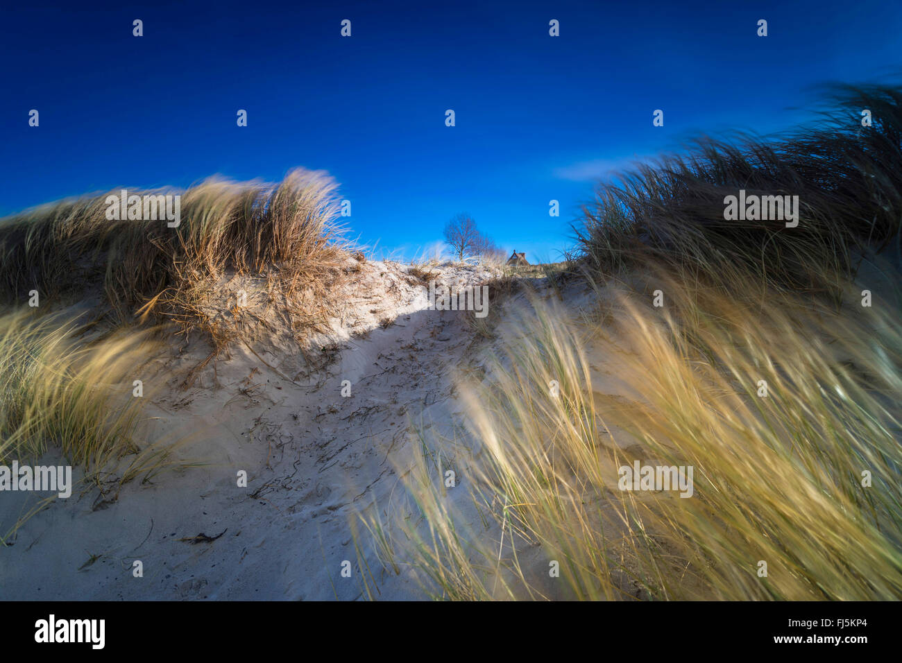 grass-grown dune in the wind, Germany, Mecklenburg-Western Pomerania, Darss, Prerow Stock Photo