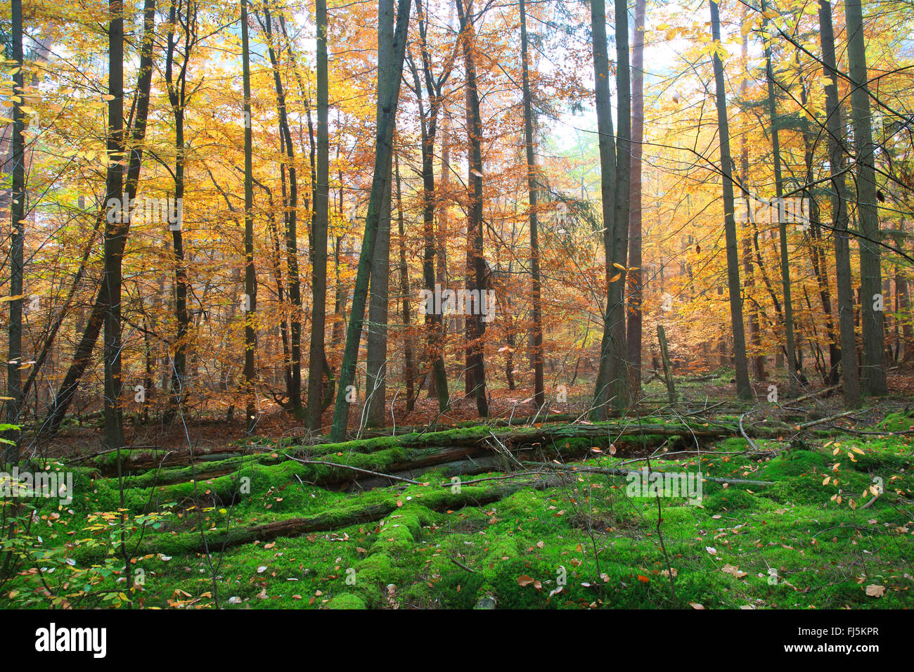 common beech (Fagus sylvatica), autumn wood, Germany Stock Photo
