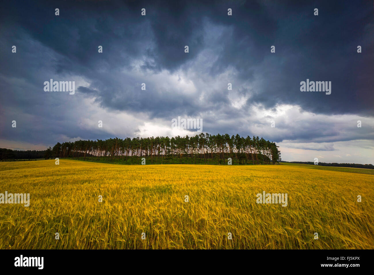 approaching thunderstorm over field scenery and grove, Germany, Saxony, Jocketa Stock Photo
