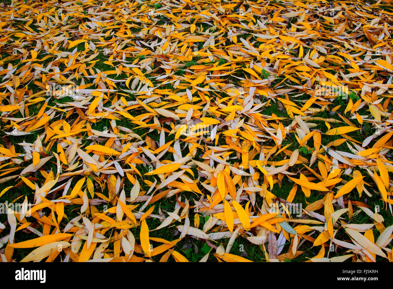 White willow (Salix alba), autumn leaves on the ground, Germany Stock Photo
