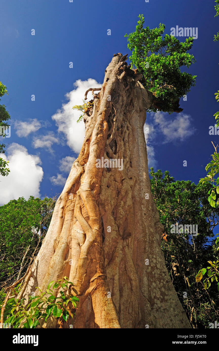 dead giant rainforest tree with fig tree, New Caledonia, Ile des Pins Stock Photo