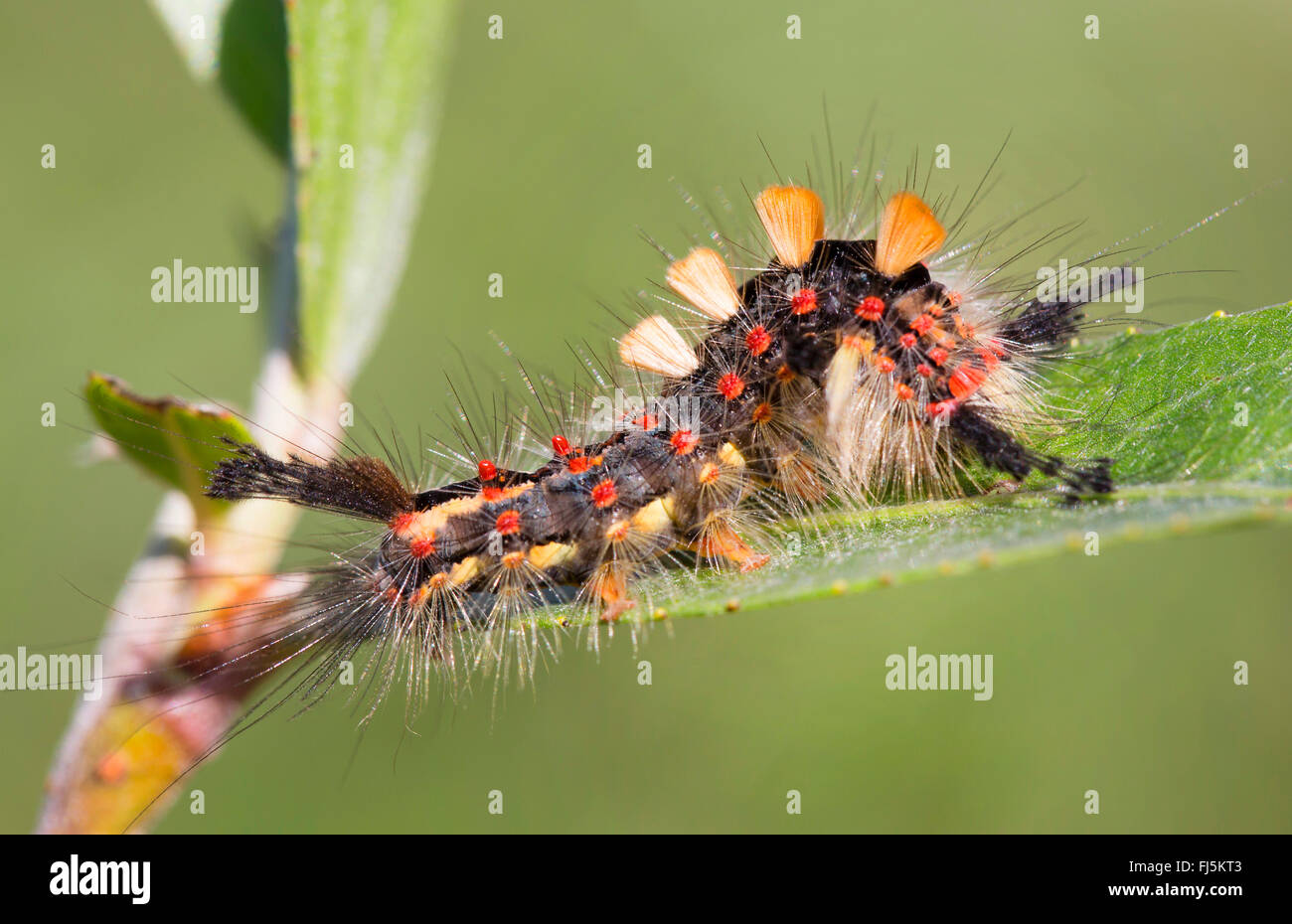 Rusty Tussock Moth, Vapourer Moth (Orgya antiqua), caterpillar in threatening posture, Austria, Tyrol Stock Photo