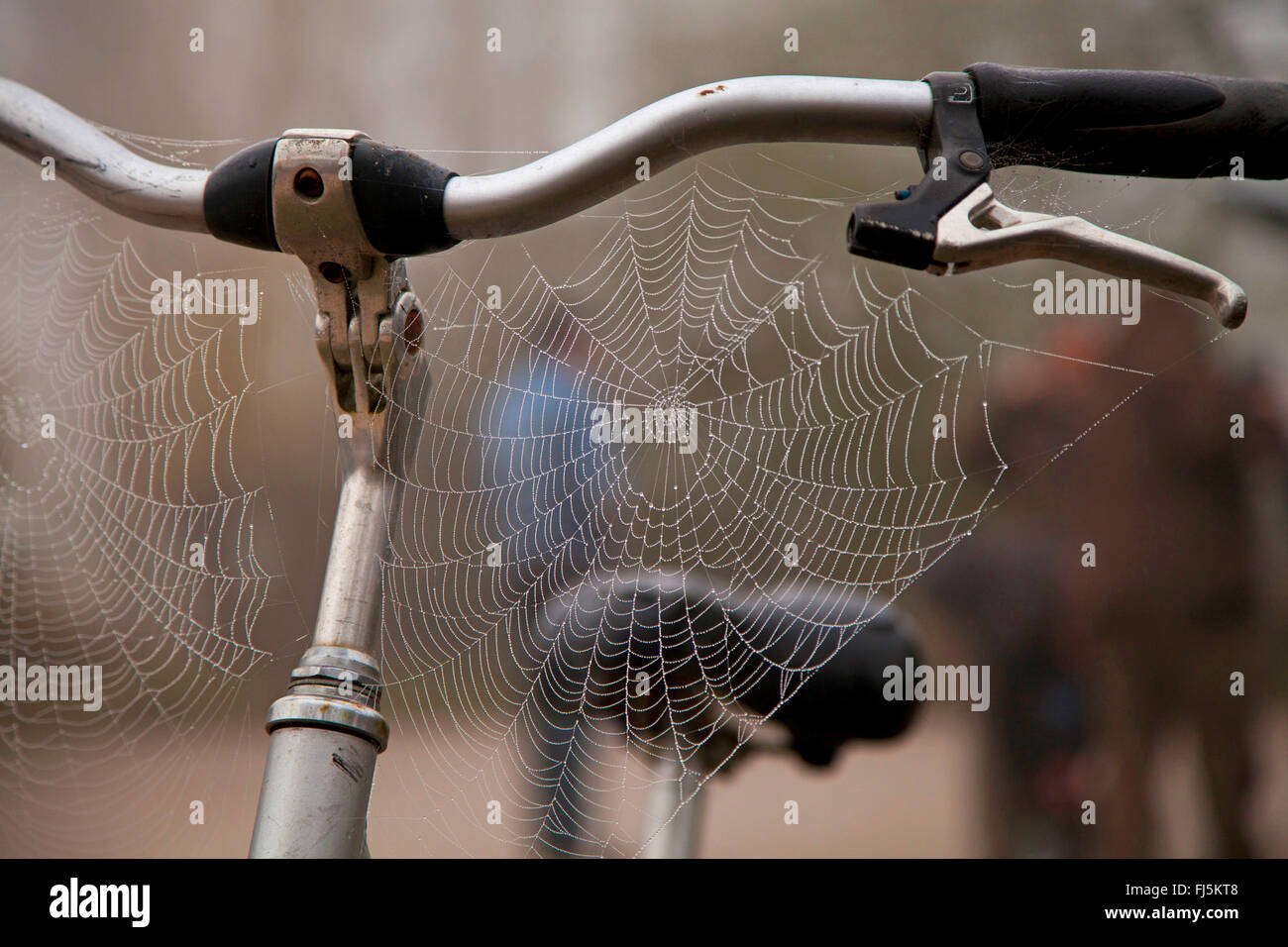 spiderwebs on a handlebar of a bicycle, Germany, North Rhine-Westphalia Stock Photo