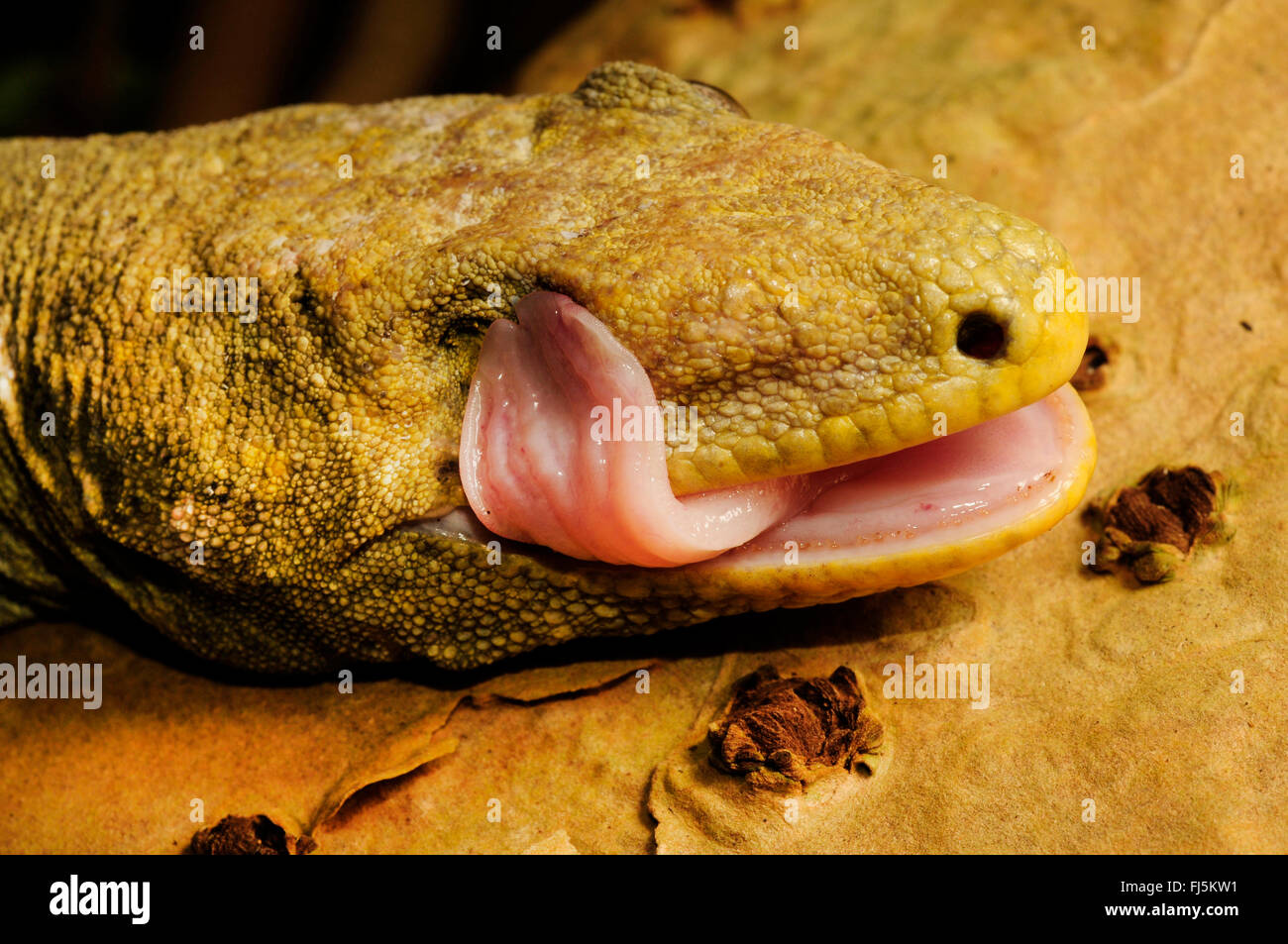 New Caledonian giant gecko, Leach's giant gecko, New Caledonia Giant Gecko   (Rhacodactylus leachianus, Rhacodactylus leachianus henkeli  ), licks on its scarred eye wound, New Caledonia, ╬le des Pins Stock Photo