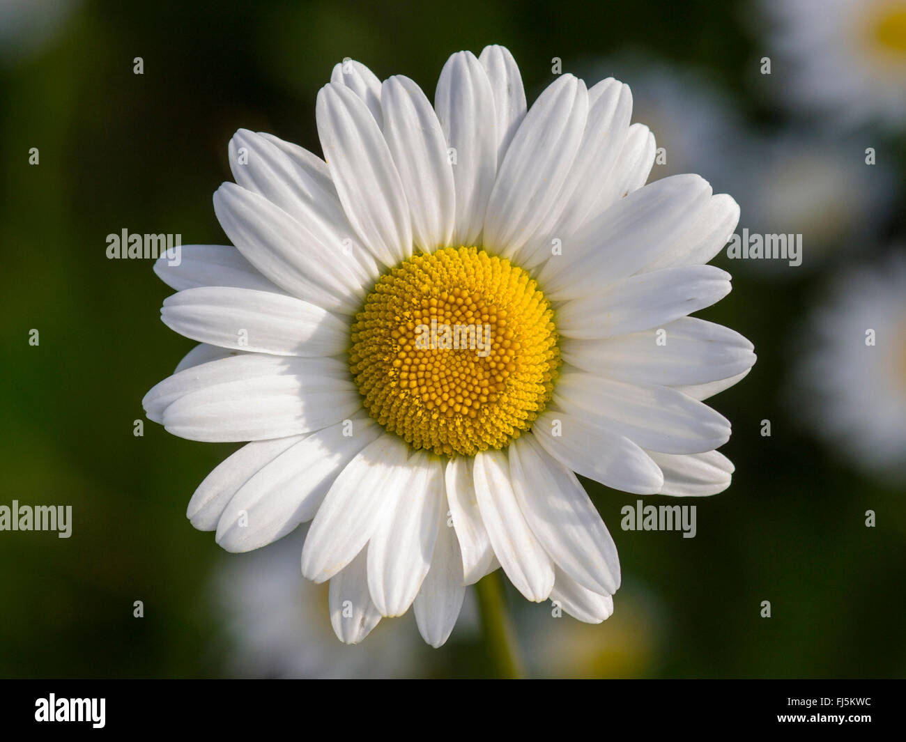 oxeye daisy, ox-eye daisy, white-weed, white daisy, dog daisy, marguerite (Chrysanthemum leucanthemum, Leucanthemum vulgare), inflorescence, Germany Stock Photo