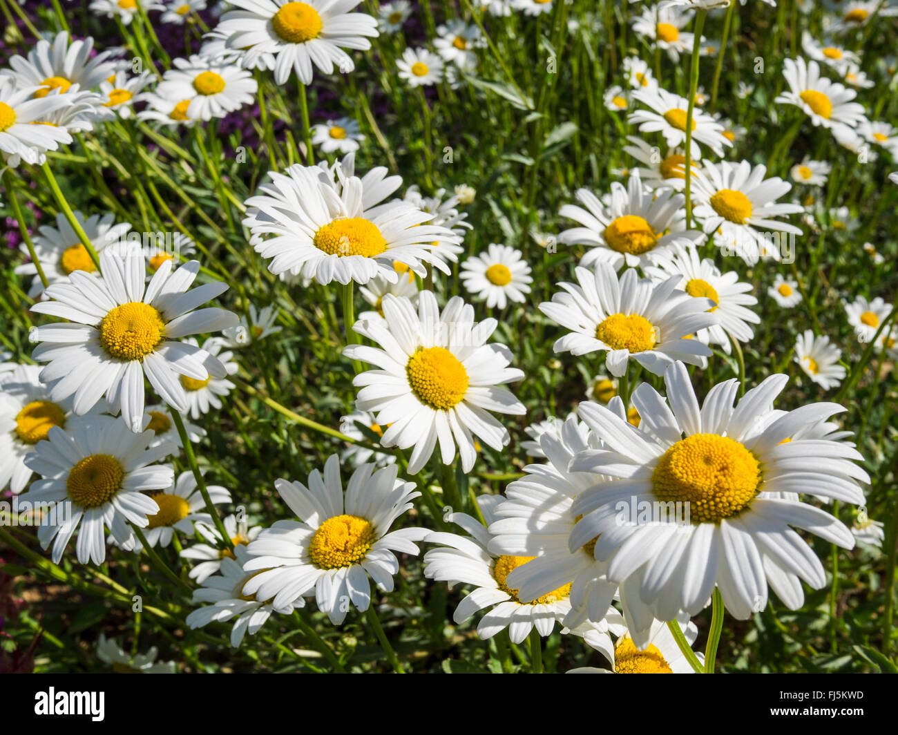 oxeye daisy, oxeye daisy, whiteweed, white daisy, dog daisy, marguerite (Chrysanthemum