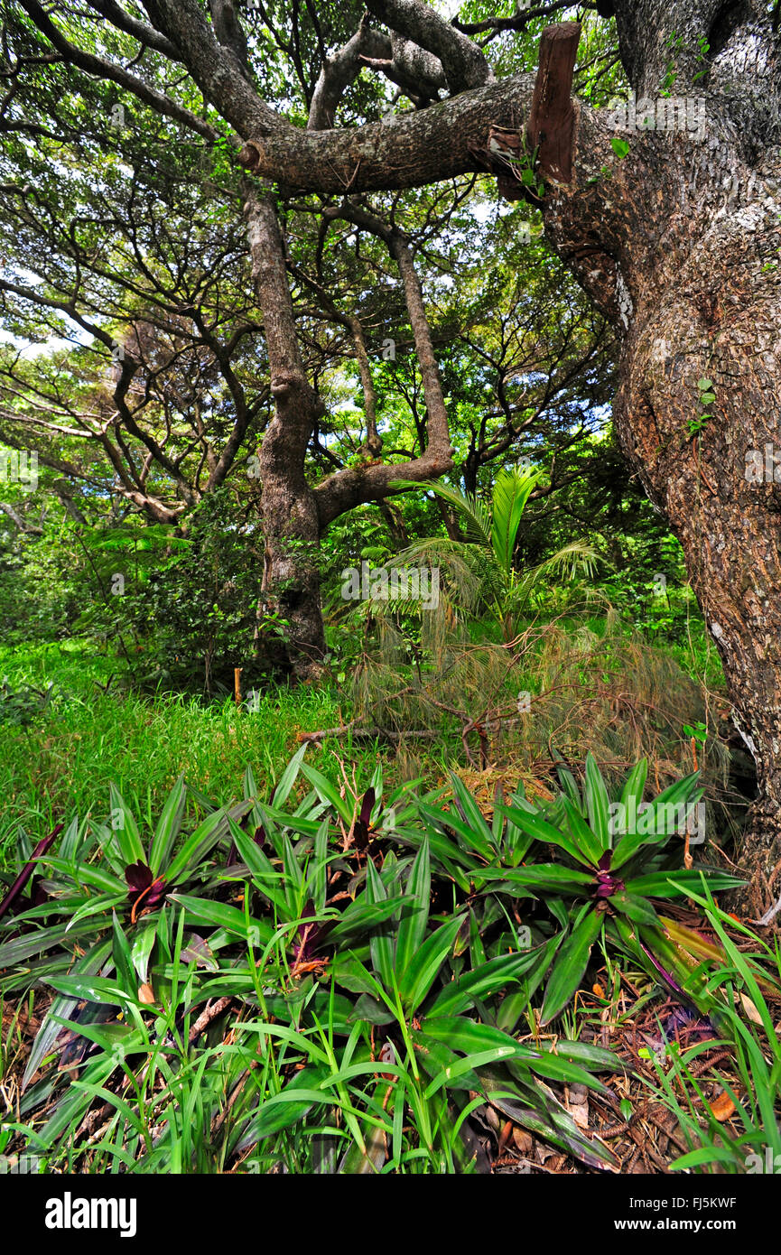 Vegetation in the new caledonian rain forest hires stock photography