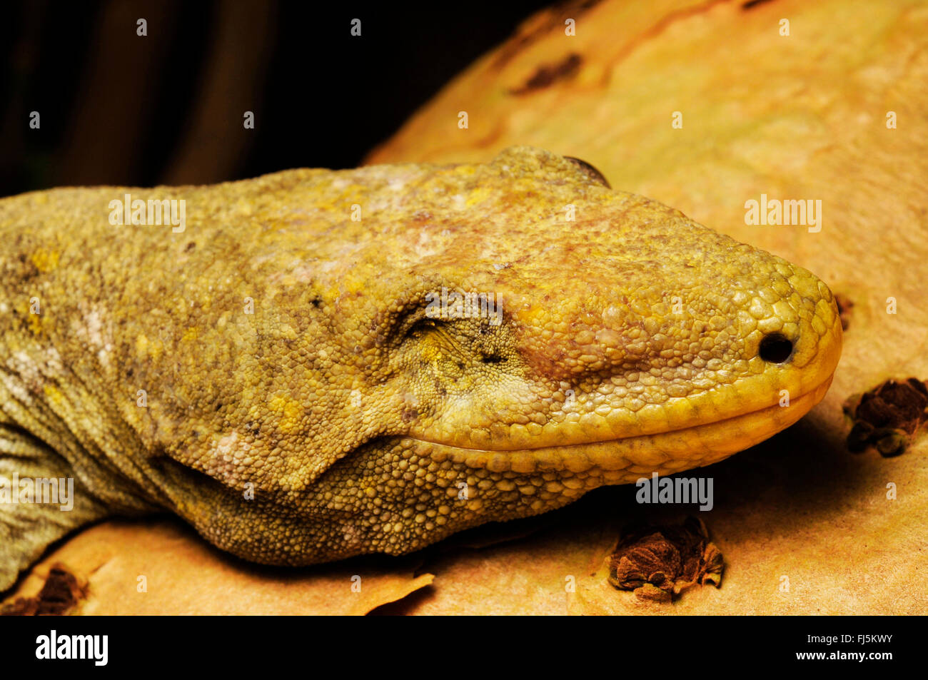 New Caledonian giant gecko, Leach's giant gecko, New Caledonia Giant Gecko   (Rhacodactylus leachianus, Rhacodactylus leachianus henkeli  ), gecko with scarred eye, New Caledonia, ╬le des Pins Stock Photo