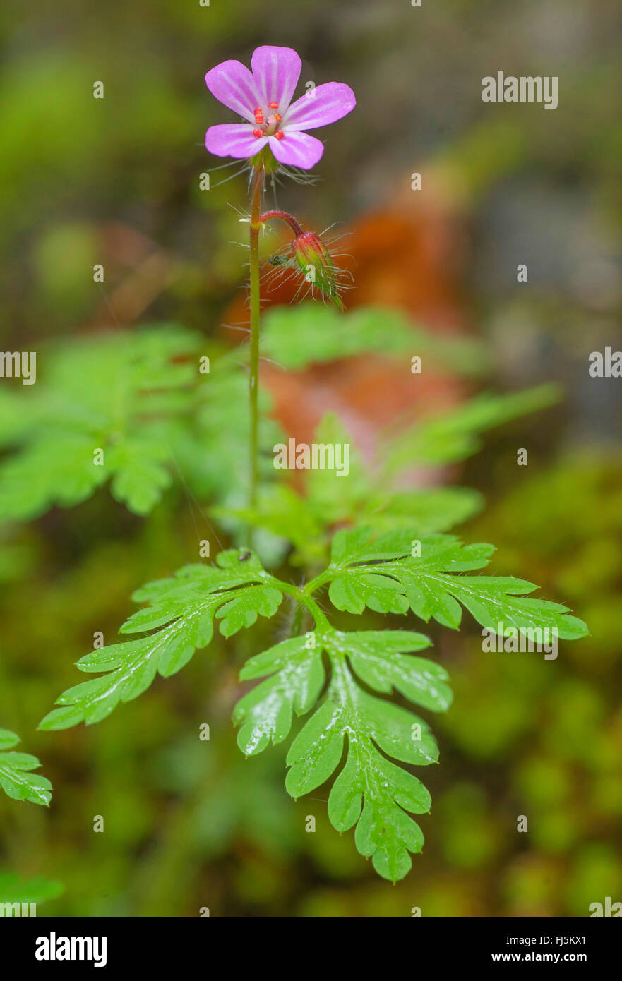 Herb Robert, Red Robin, Death come quickly, Robert Geranium (Geranium robertianum, Robertiella
