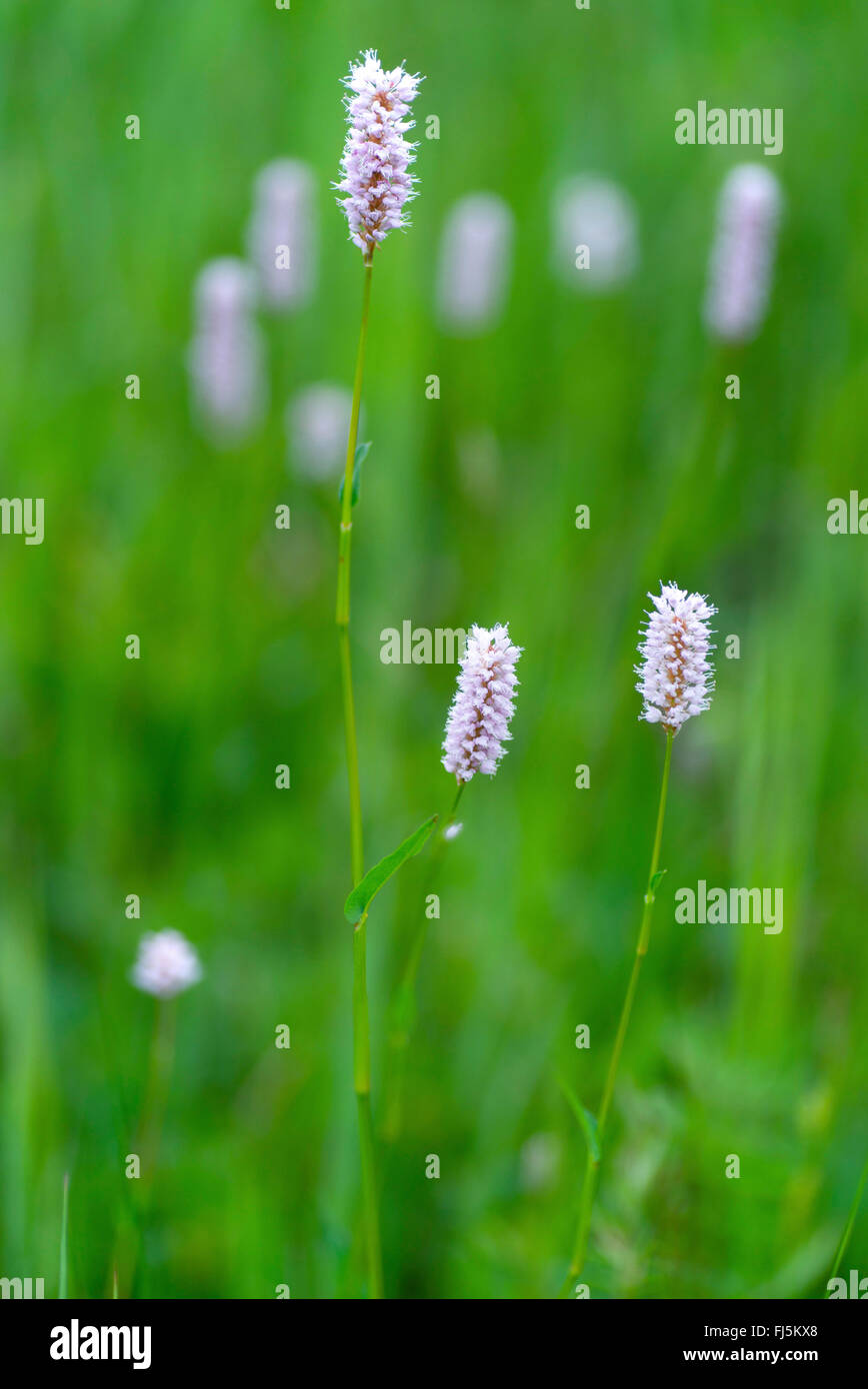 Common bistort, Meadow bistort (Polygonum bistorta, Bistorta ...