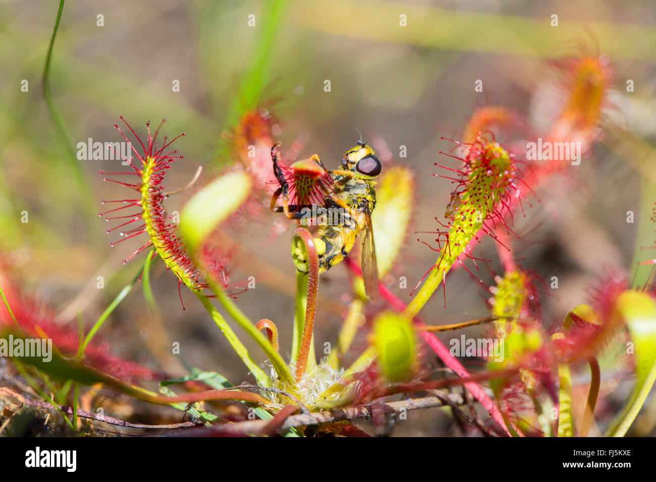 Deathskull Fly, Deathskull hoverfly (Myathropa florea), sticking at the leaves of dundey, Drosera intermedia, Germany, Bavaria Stock Photo