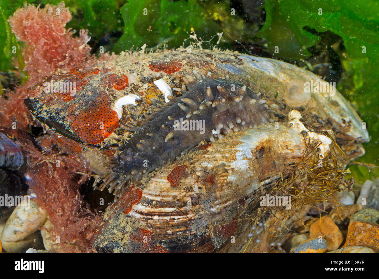 climbing sea cucumber (Ocnus planci, Cucumaria planci, Ocnus brunneus), on a mussel Stock Photo