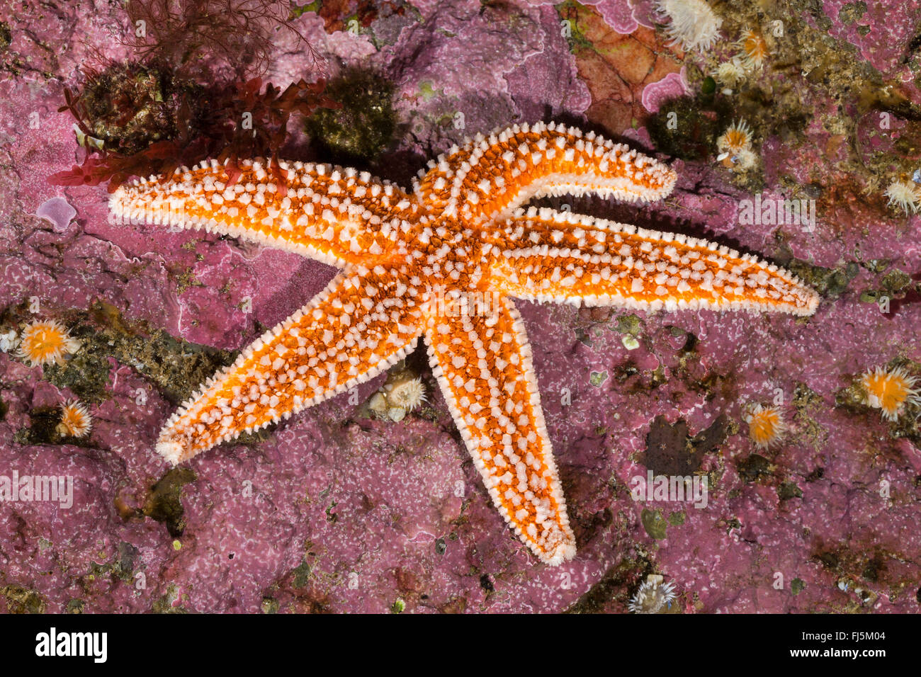 common starfish, common European seastar (Asterias rubens), at reef Stock Photo