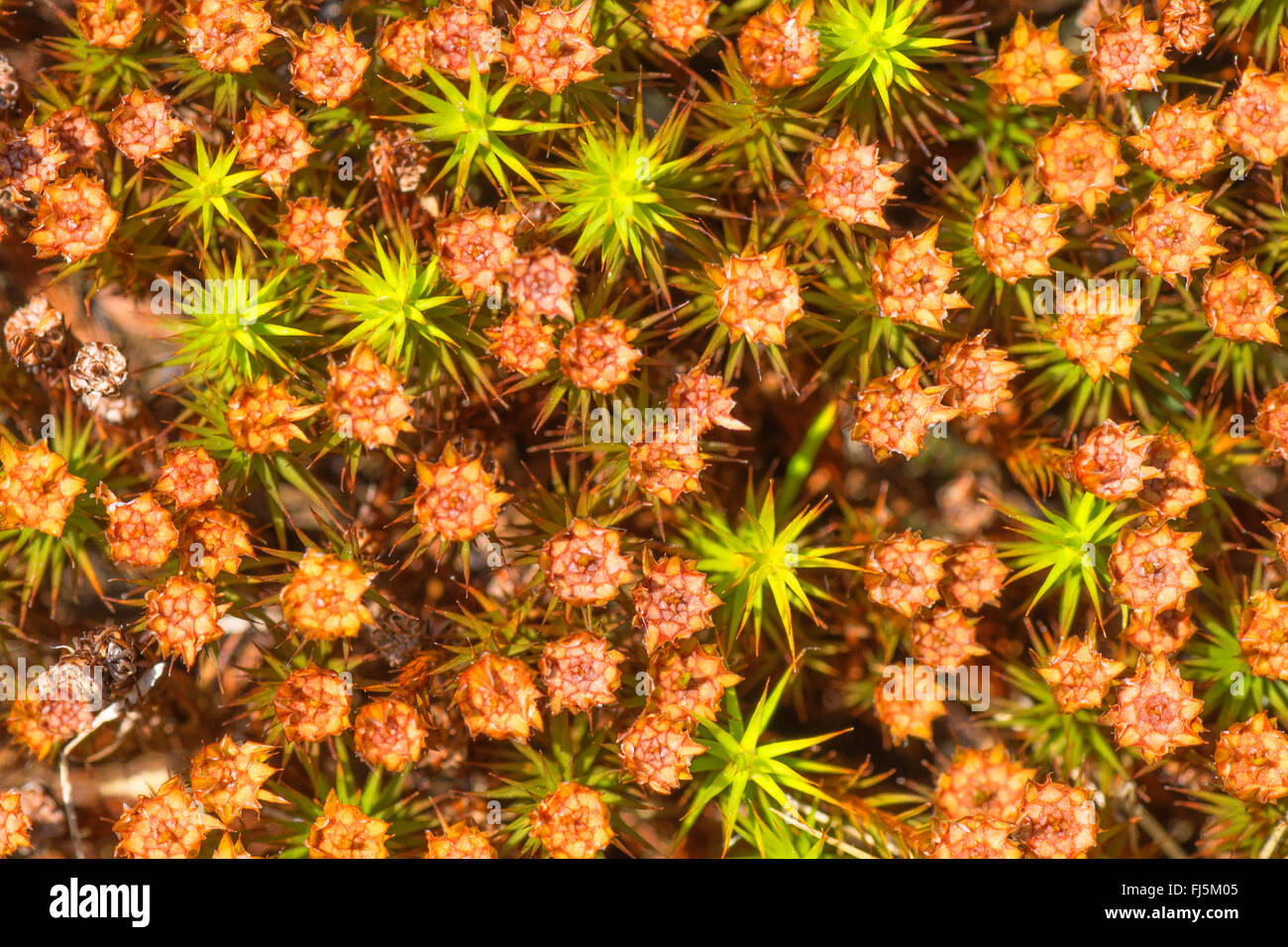 Star Moss, Haircap Moss, Hair Moss (Polytrichum spec), Perichaetia, Germany, Bavaria, Oberbayern, Upper Bavaria Stock Photo