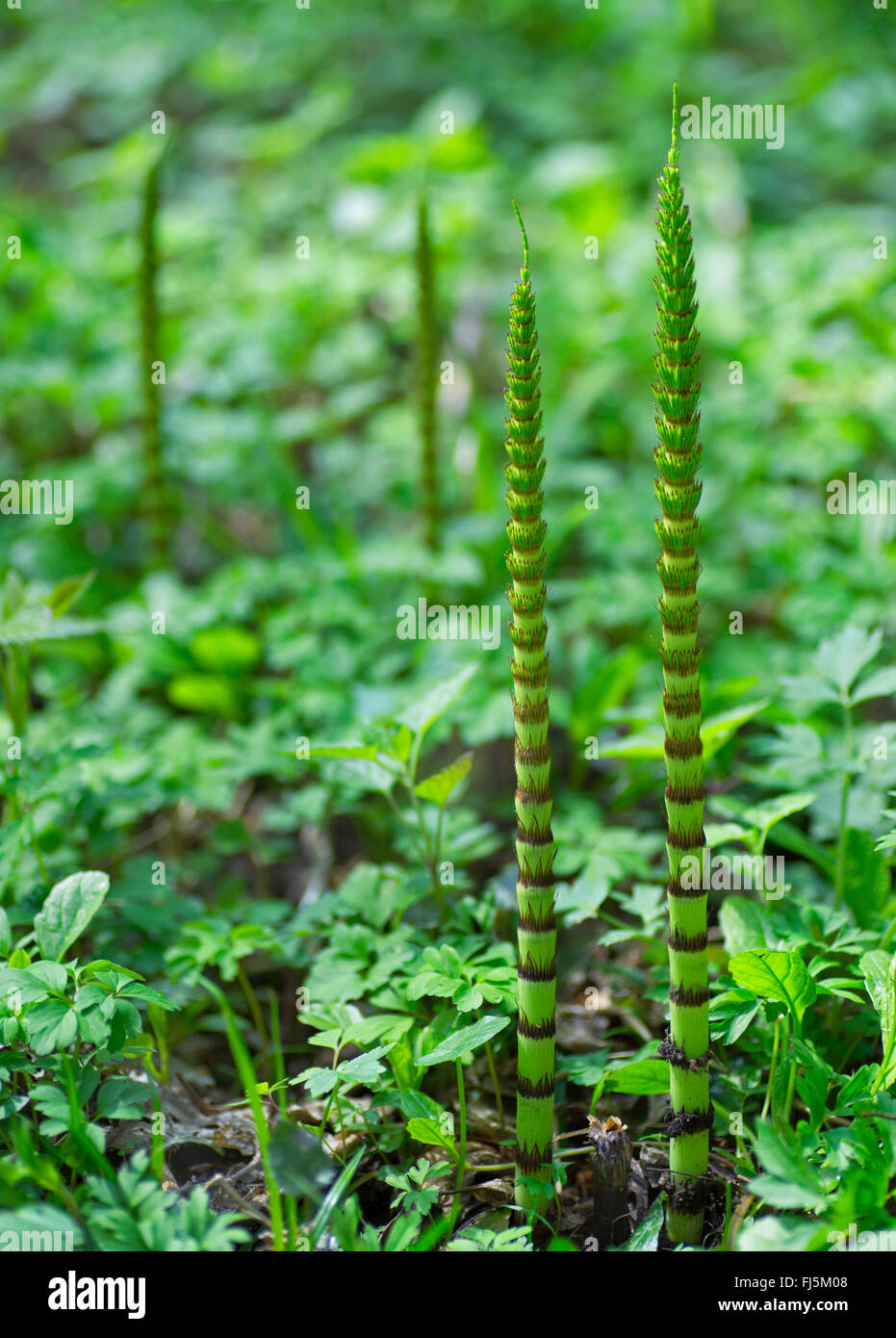 great horsetail (Equisetum telmateia, Equisetum telmateja, Equisetum maximum), young sprouts, Germany, Bavaria, Oberbayern, Upper Bavaria Stock Photo