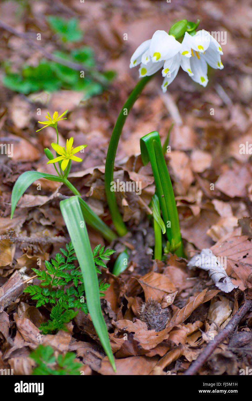 spring snowflake (Leucojum vernum), with yellow star-of-bethlehem, Gagea lutea, Germany, Bavaria, Oberbayern, Upper Bavaria Stock Photo