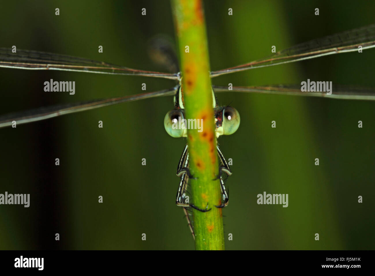 Migrant spreadwing, Southern emerald damselfly (Lestes barbarus), peeping out a stem, Germany Stock Photo