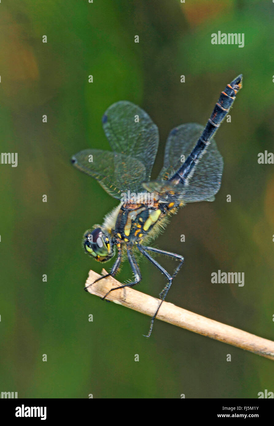 black sympetrum (Sympetrum danae), on a stem, side view, Germany Stock Photo