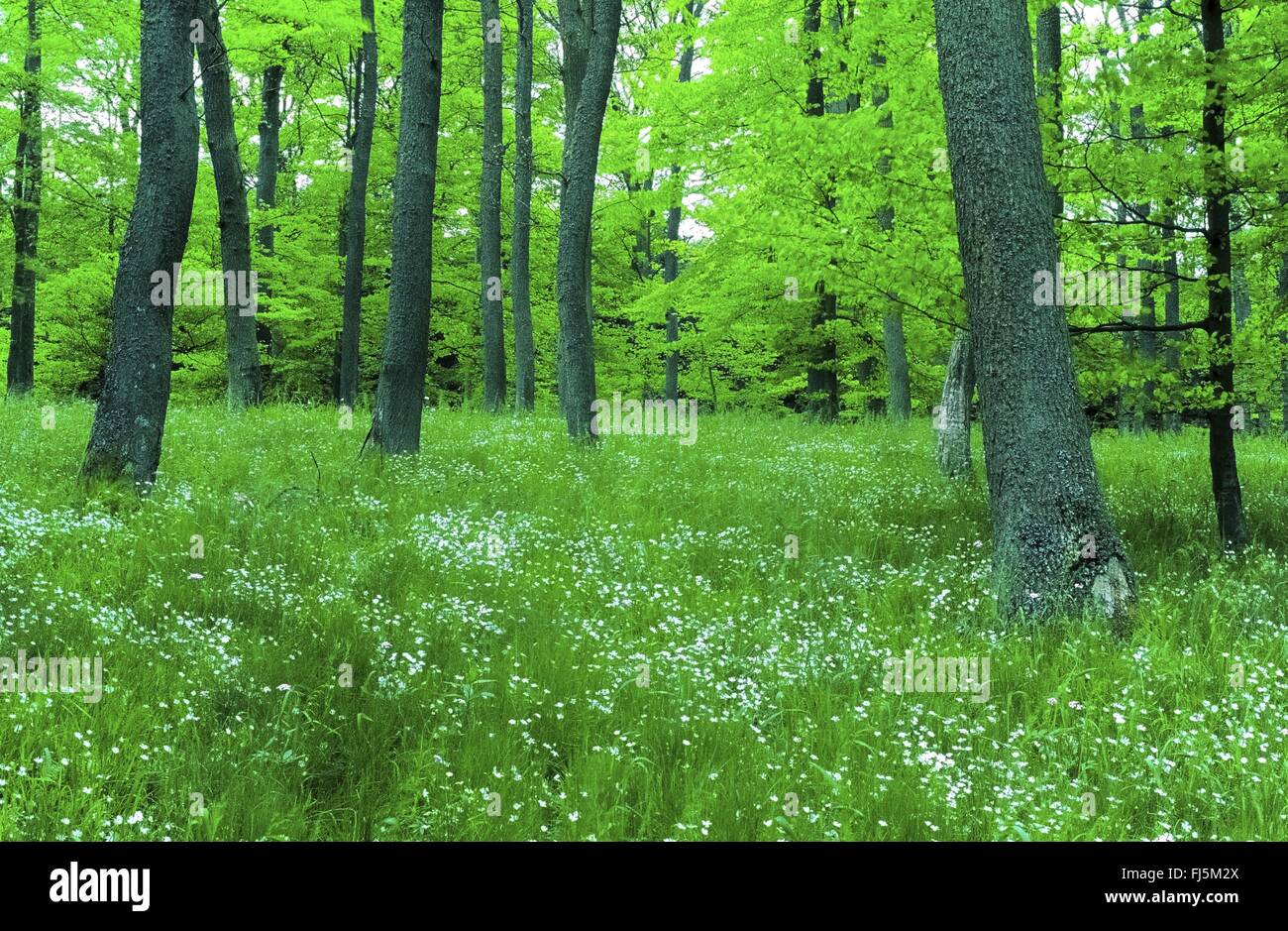 easterbell starwort, greater stitchwort (Stellaria holostea), spring wood with lots of easterbell starwort, Germany, Reinland-Pfalz, Hocheifel Stock Photo
