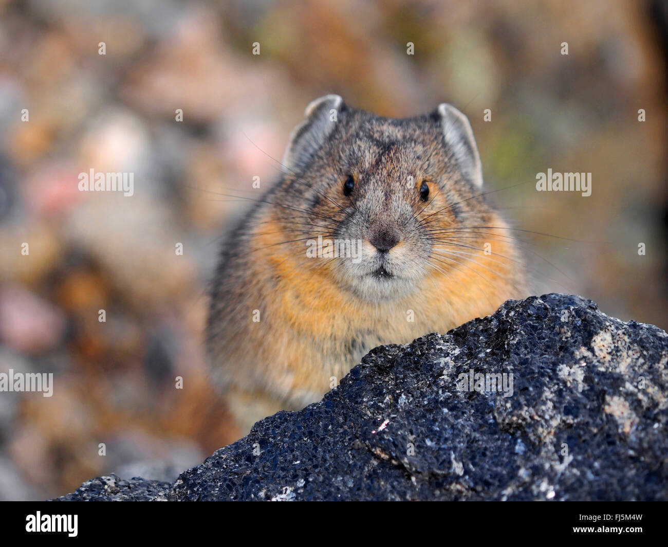 Pika in Rocky Mountain National Park