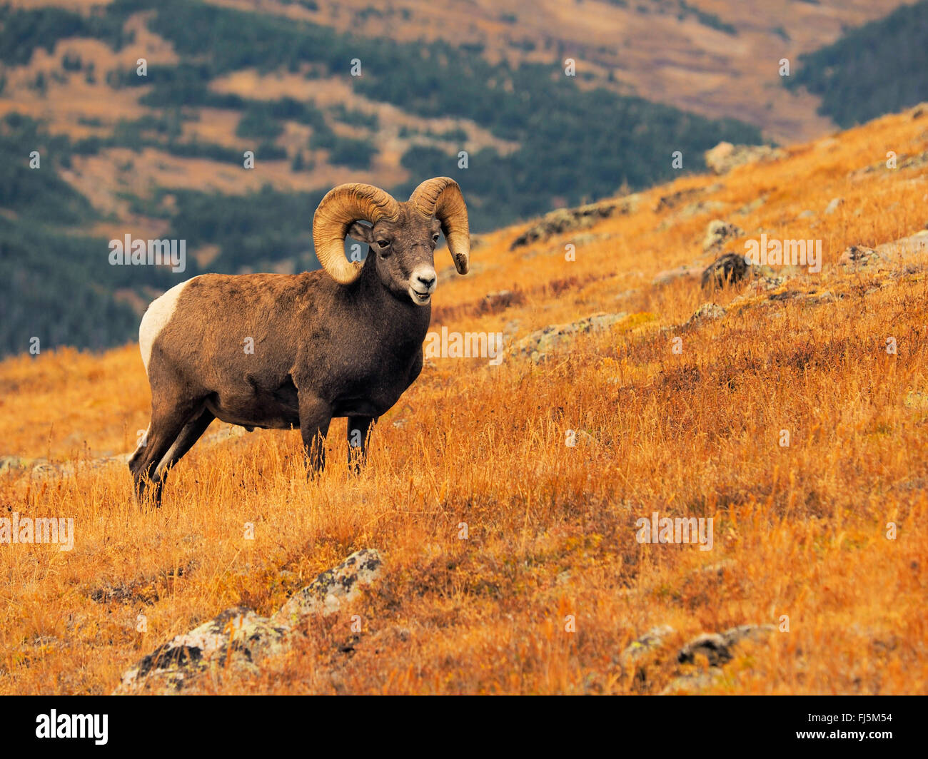 Animals of the american southwest hi-res stock photography and images -  Alamy