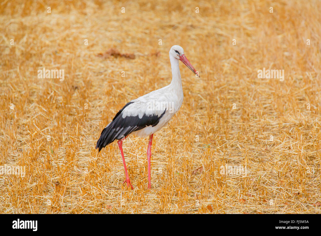 white stork (Ciconia ciconia), on the feed in a stubble field, Germany, Bavaria Stock Photo