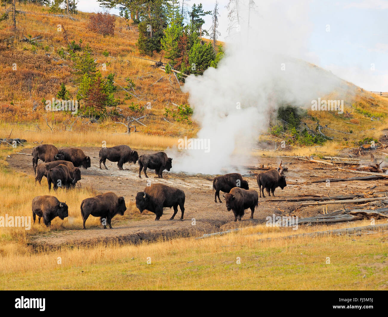 American bison, buffalo (Bison bison), buffalos at hot spring, USA, Wyoming, Yellowstone National Park, West Thumb Geysir Basin Stock Photo