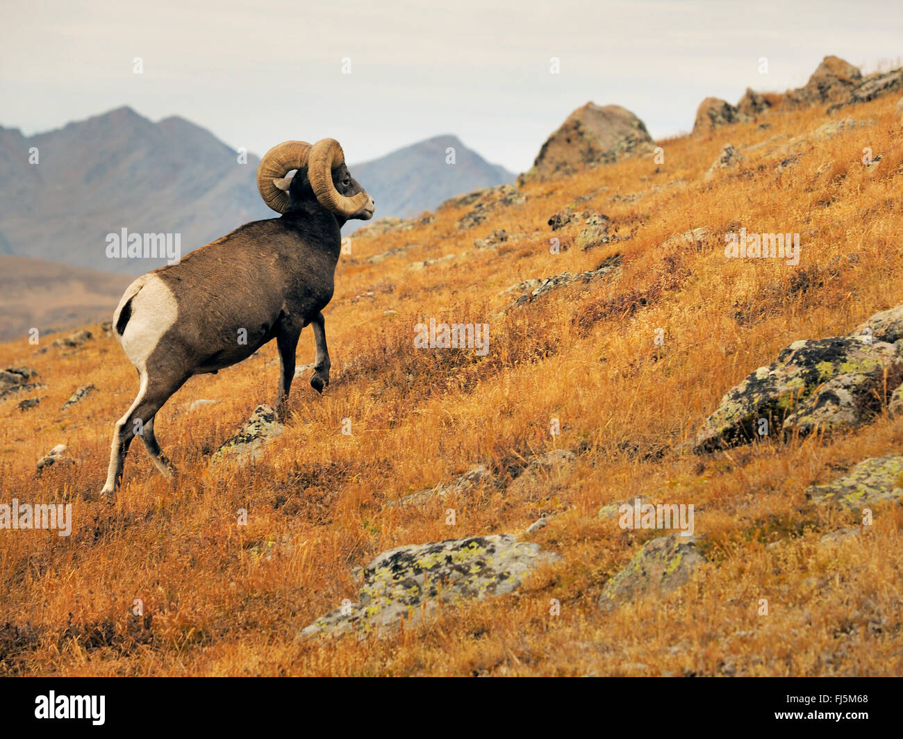 Animals of the american southwest hi-res stock photography and images - Alamy Animals of the american southwest hi-res stock photography and images - Alamy