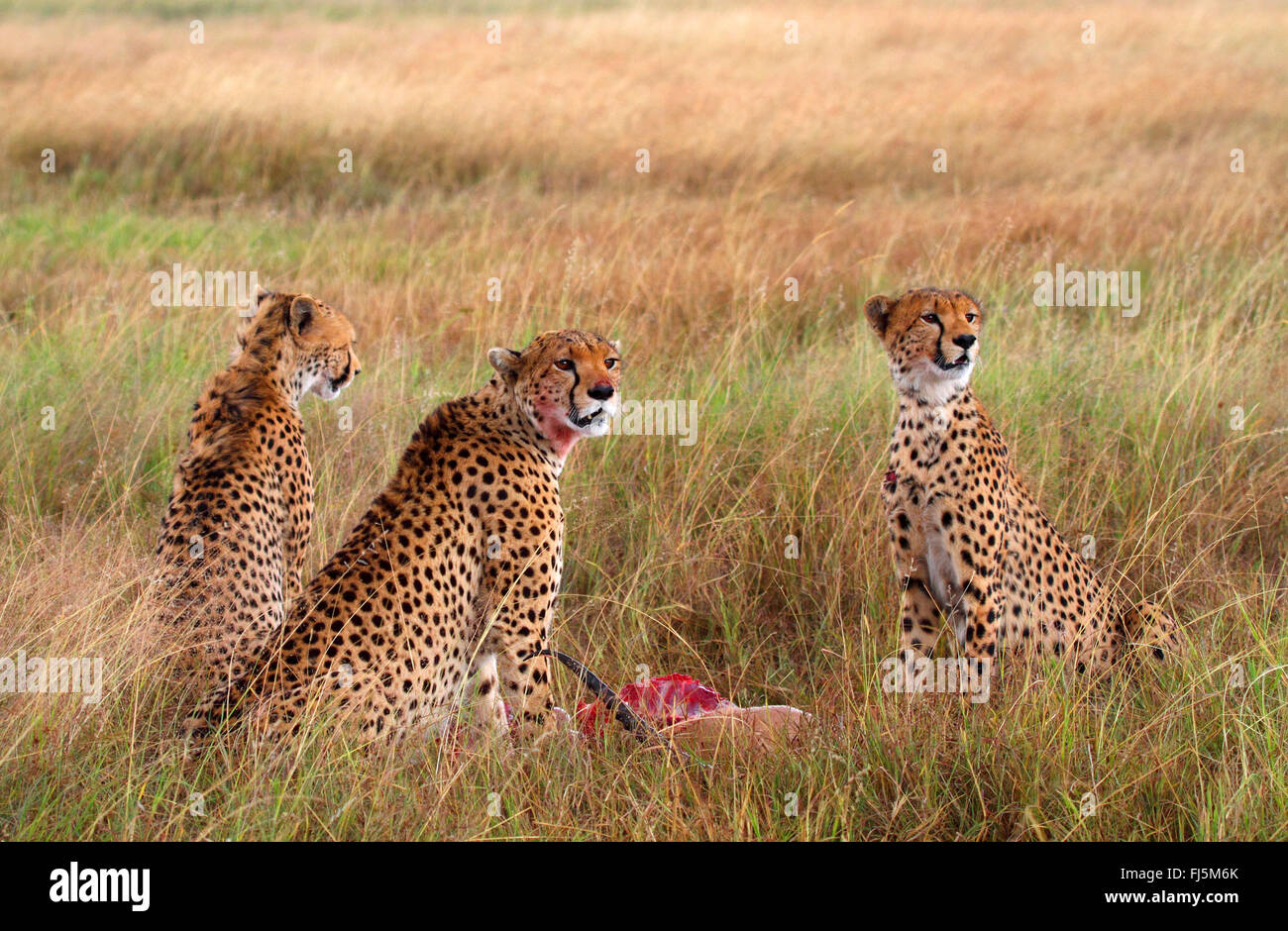 cheetah (Acinonyx jubatus), three watchful cheetahs feeding a hunting