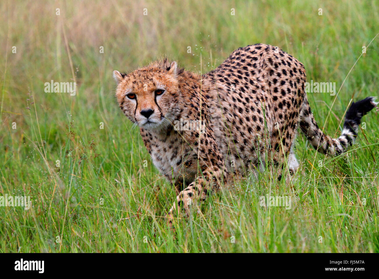 cheetah (Acinonyx jubatus), walking on high grass, Kenya, Masai Mara National Park Stock Photo