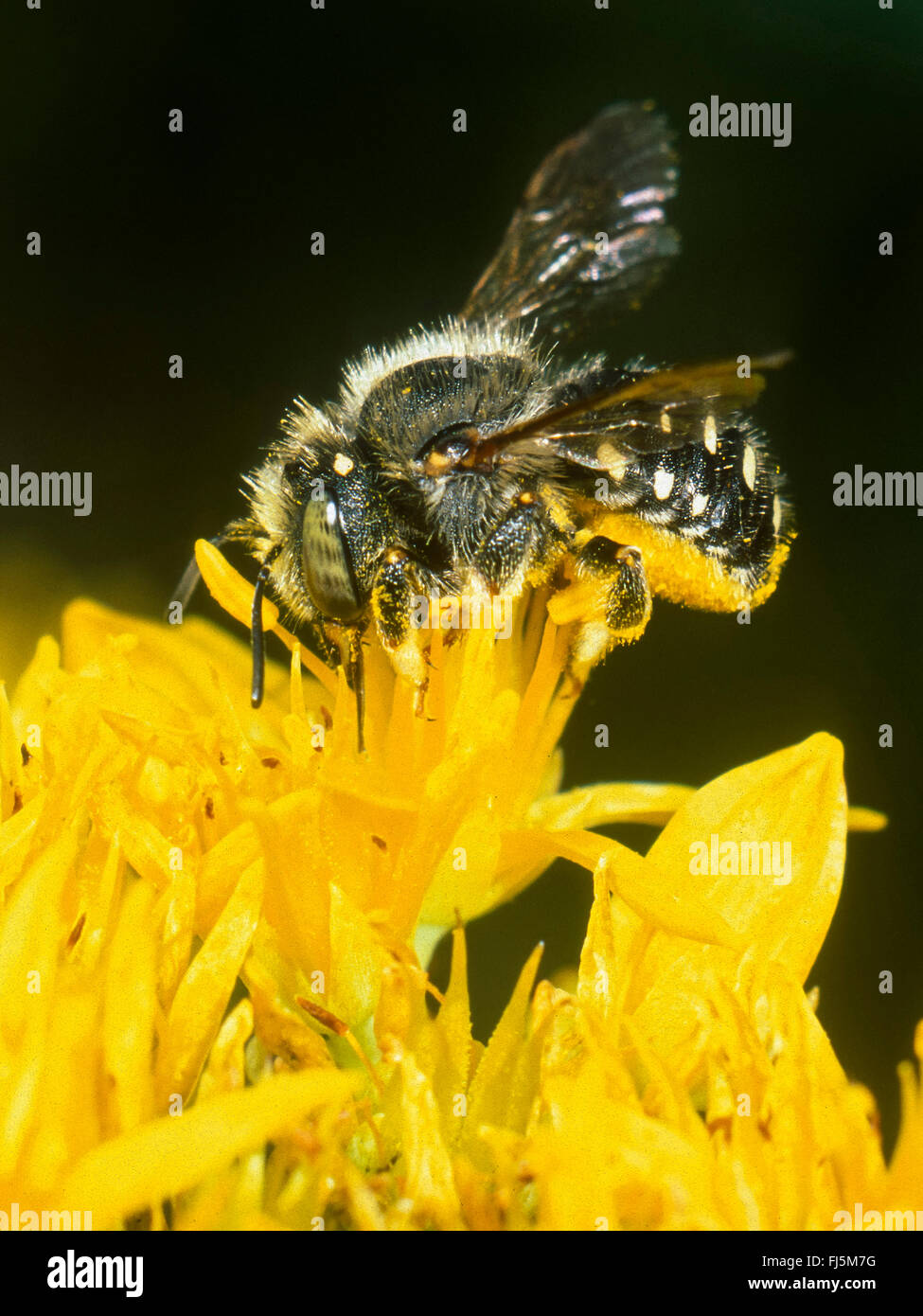 Leaf-cutter bee (Anthidium punctatum), Female foraging on Goldmoss Stonecrop (Sedum acre), Germany Stock Photo