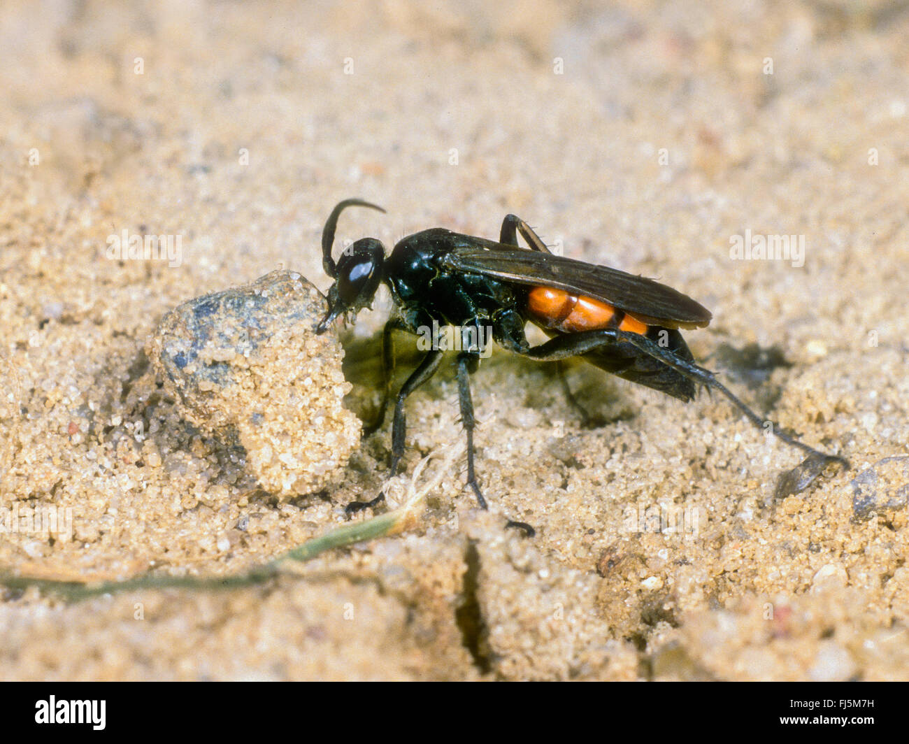 Black-banded spider wasp (Anoplius viaticus, Anoplius fuscus, Pompilus viaticus), Female  digging the nest, Germany Stock Photo