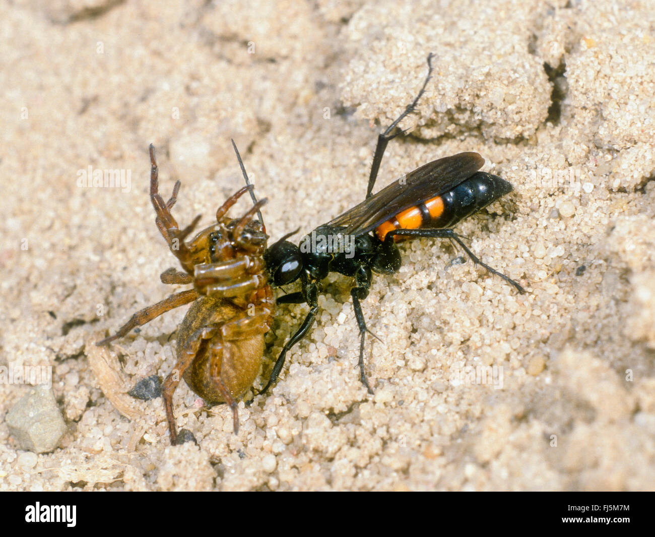 Black-banded spider wasp (Anoplius viaticus, Anoplius fuscus, Pompilus viaticus), Female transportes captured and paralyzed Wolf Spider (Lycosidae) to the nest, Germany Stock Photo