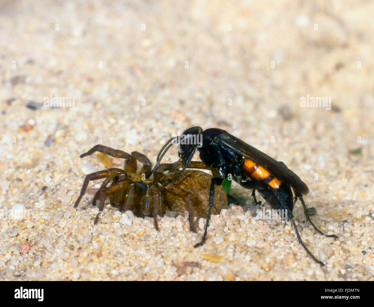 Black-banded spider wasp (Anoplius viaticus, Anoplius fuscus, Pompilus viaticus), Female captured and paralyzed Wolf Spider (Lycosidae), Germany Stock Photo