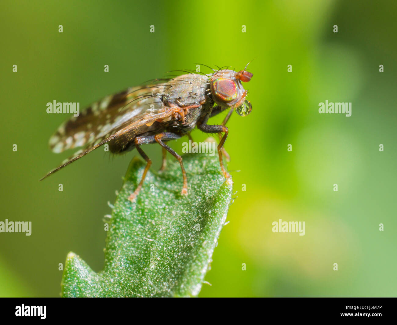 Tephritid fly (Tephritis neesii), Male with a digestion drop, Germany Stock Photo