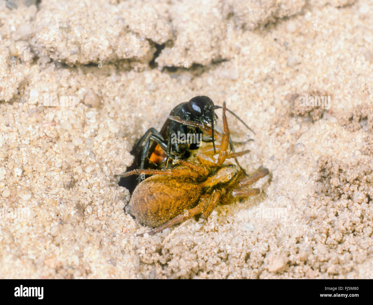 Black-banded spider wasp (Anoplius viaticus, Anoplius fuscus, Pompilus viaticus), Female pulls captured paralyzed Wolf Spider (Lycosidae) into the nest, Germany Stock Photo