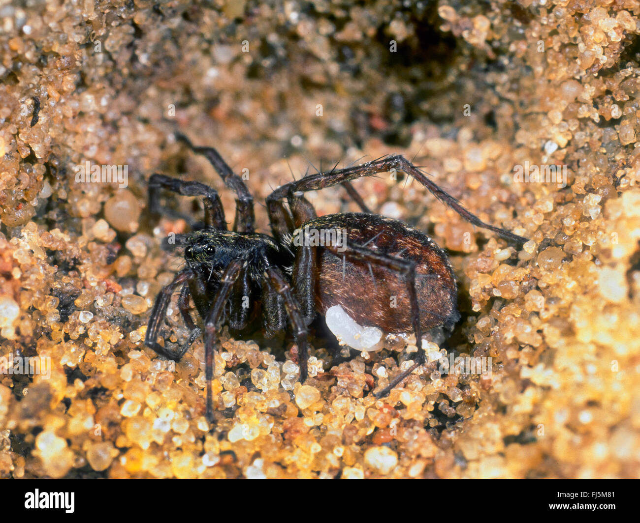 Black-banded spider wasp (Anoplius viaticus, Anoplius fuscus, Pompilus viaticus), Paralyzed Wolf Spider (Lycosidae) with an egg of the wasp in the brood chamber, Germany Stock Photo