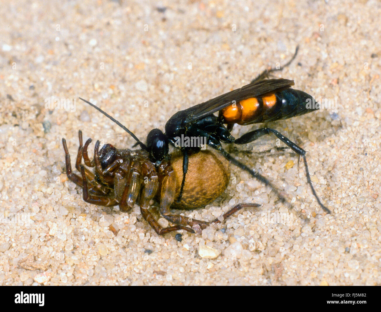 Black-banded spider wasp (Anoplius viaticus, Anoplius fuscus, Pompilus viaticus), Female turns the paralyzed Wolf Spider (Lycosidae) on the back, Germany Stock Photo