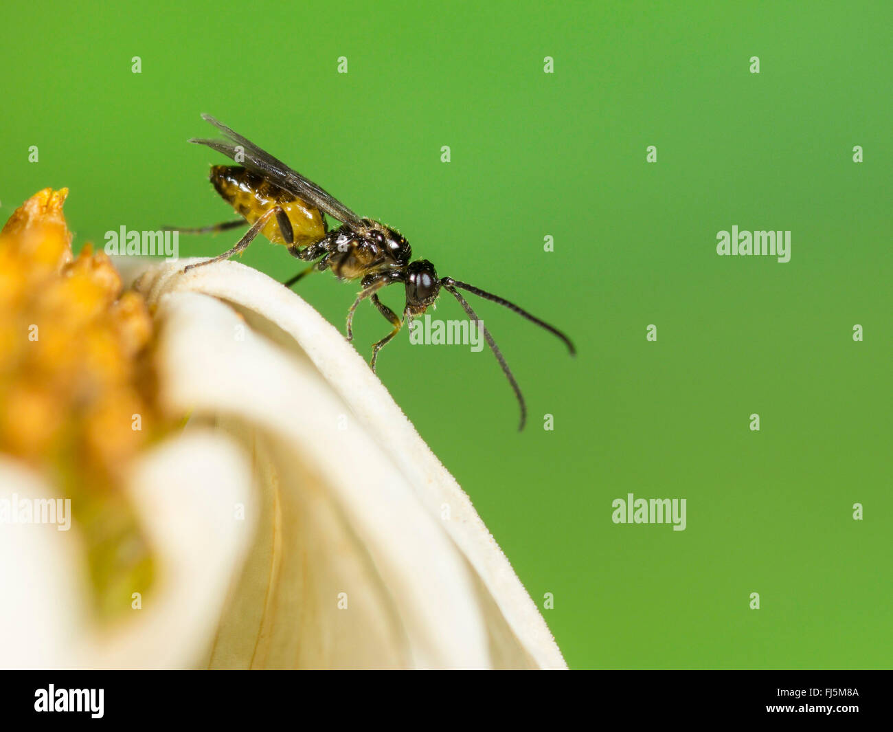 braconid, braconid wasp (Bracon atrator), Male on the flower of oxeye-daisy (Leucanthemum vulgare), Germany Stock Photo