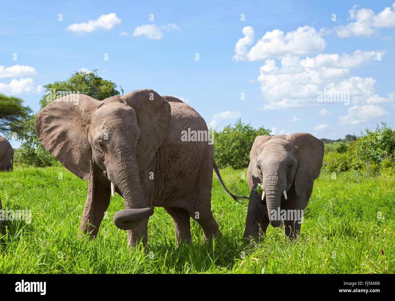 African elephant (Loxodonta africana), cow elephant with calf on grass, Kenya Stock Photo