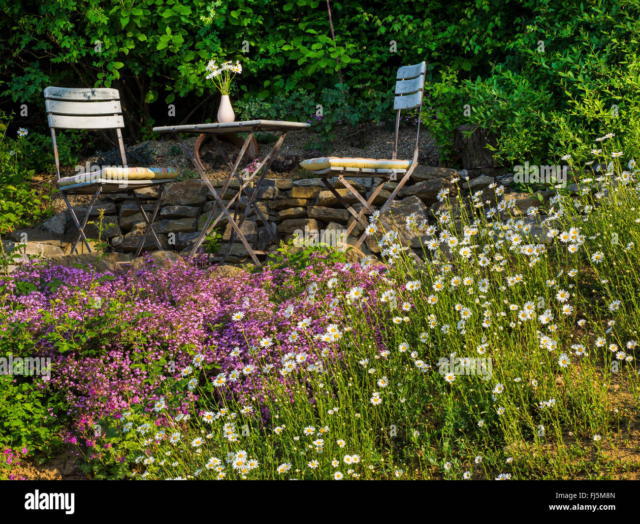 oxeye daisy, ox-eye daisy, white-weed, white daisy, dog daisy