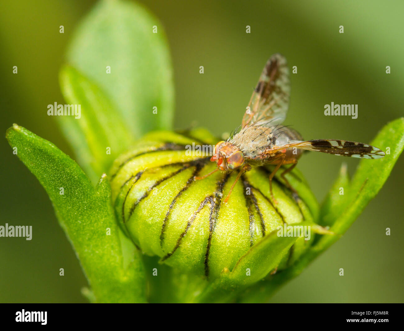 Tephritid fly (Tephritis neesii), Wing-waving female on ox-eye daisy (Leucanthemum vulgare), Germany Stock Photo