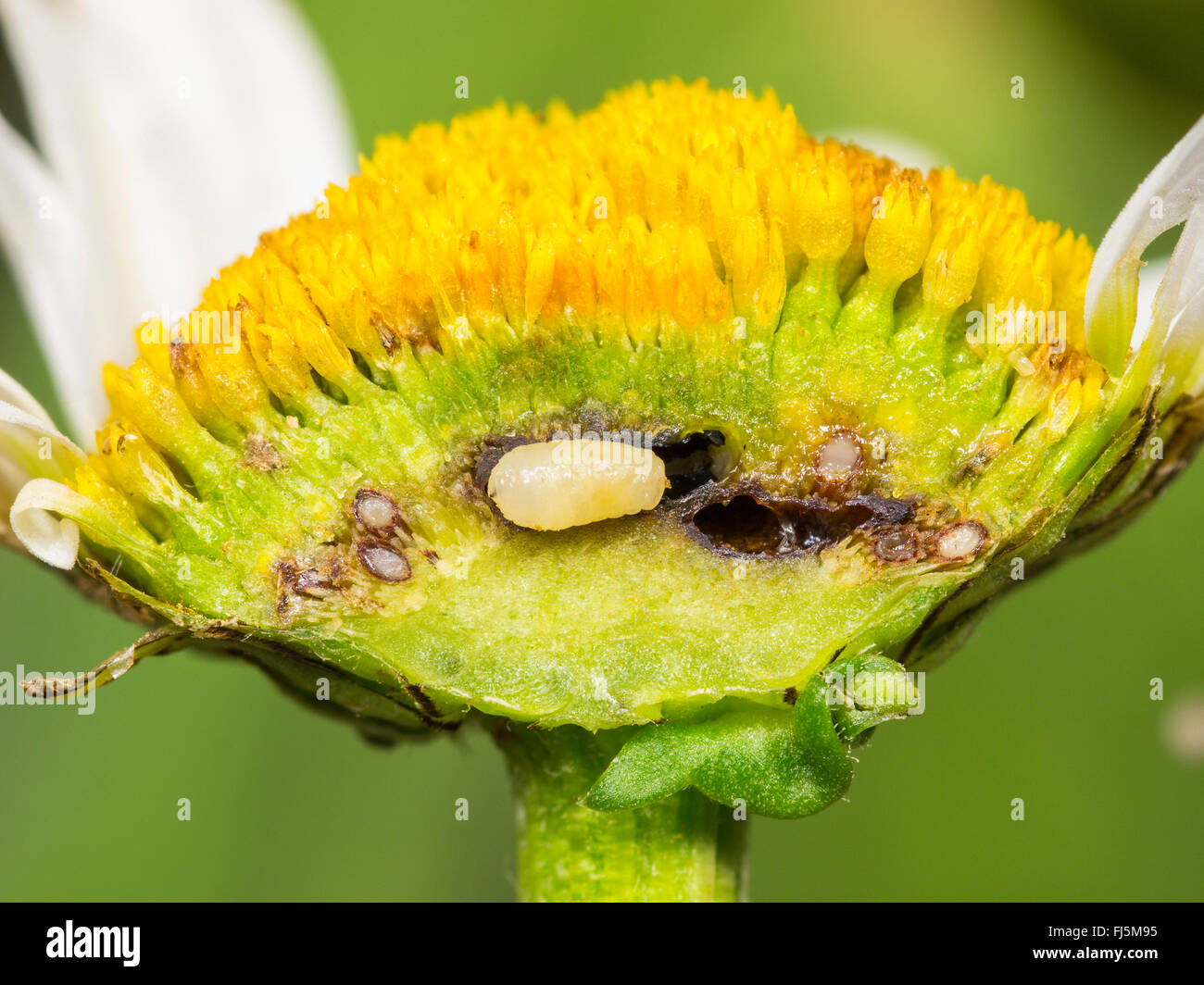 Tephritid fly (Tephritis neesii), Larva in the anthodium of oxeye