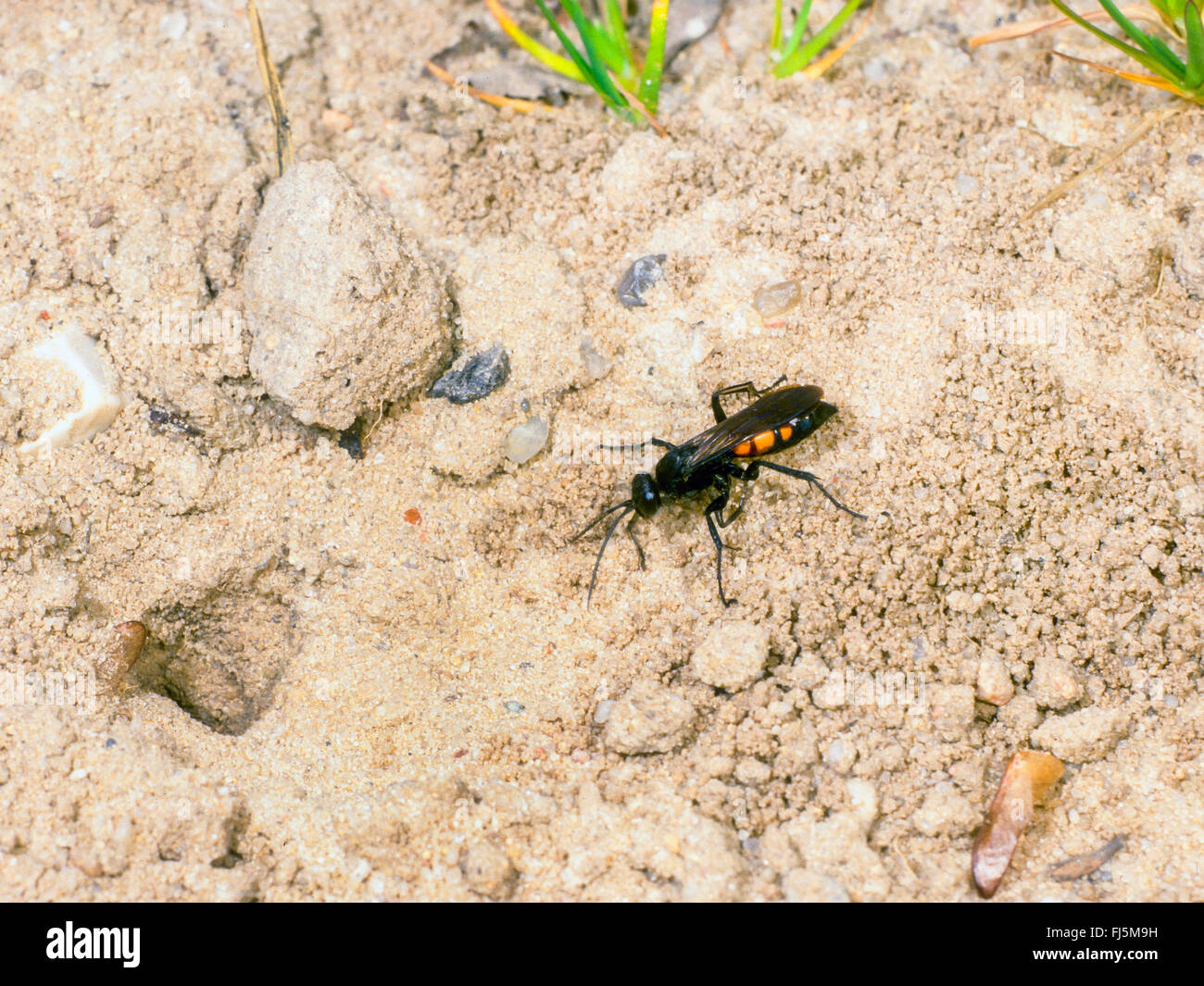Black-banded spider wasp (Anoplius viaticus, Anoplius fuscus, Pompilus viaticus), Female  digging the nest, Germany Stock Photo