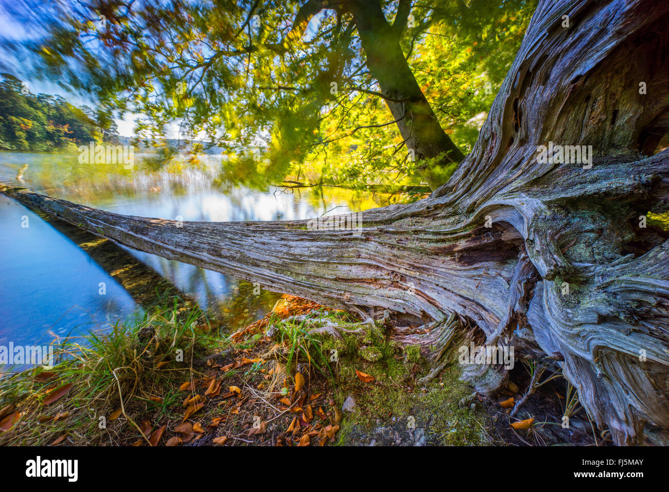 dead wood in a lake , Germany, Brandenburg, Stechlin, Neuglobsow Stock Photo
