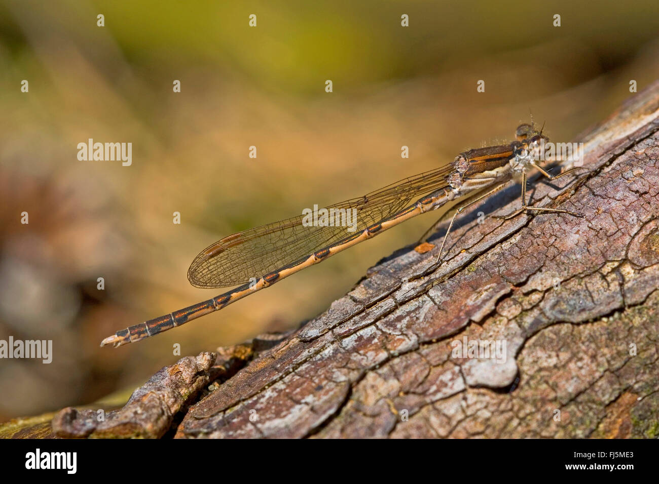 winter damselfly (Sympecma fusca), female on bark, Germany Stock Photo