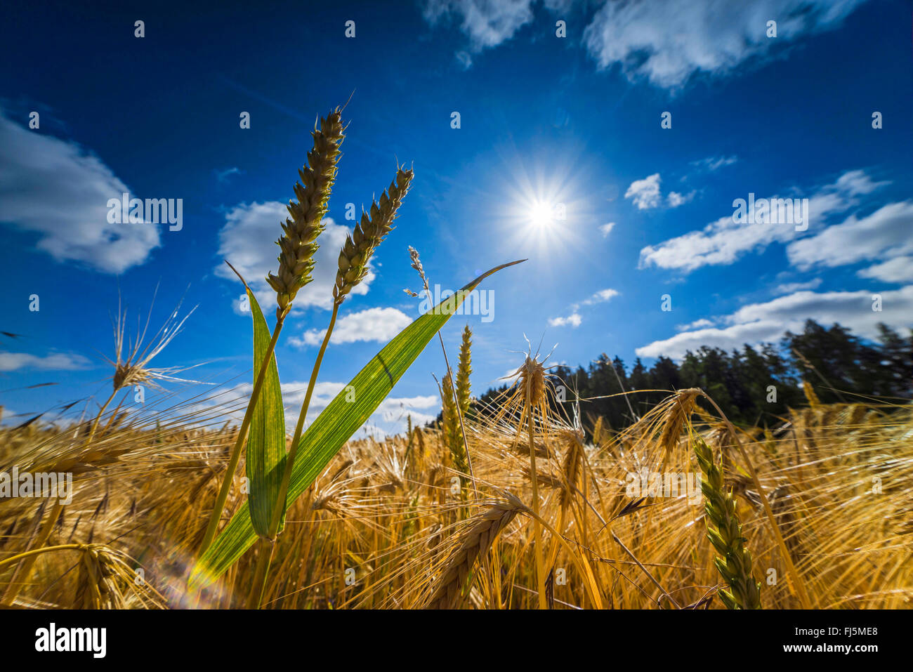 Barley plants hi-res stock photography and images - Alamy