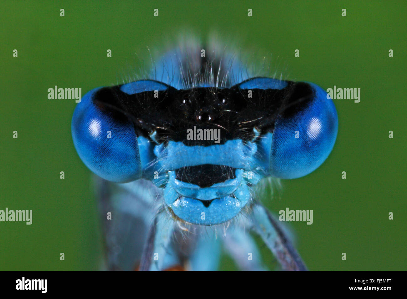 Common blue damselfly, Common bluet damselfly (Enallagma cyathigera, Enallagma cyathigerum), portrait, front view, Germany Stock Photo