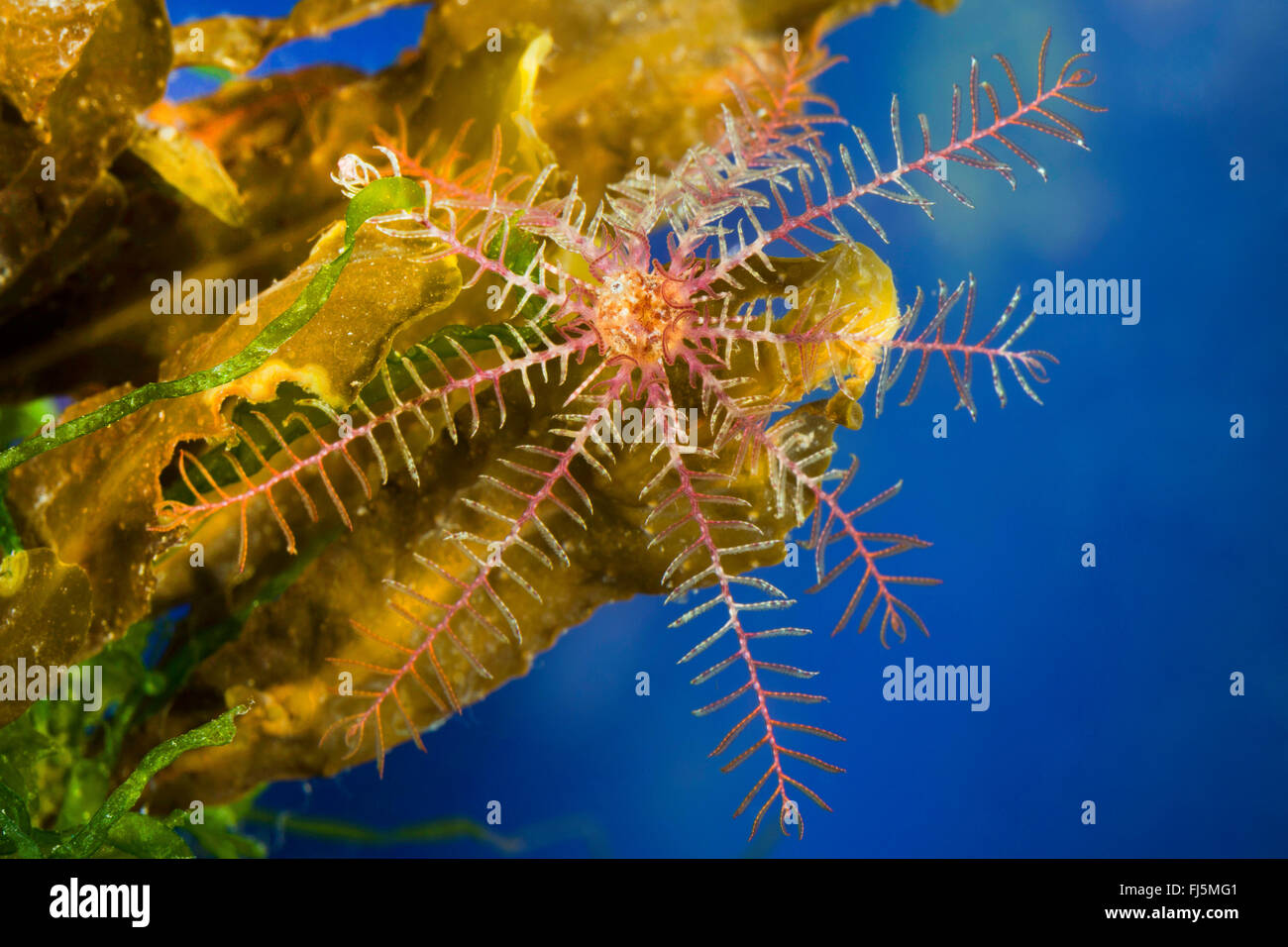 Rosy Feather-Star, rosy feather star, European comatulid, Atlantic feather star (Antedon bifida), on an alga Stock Photo